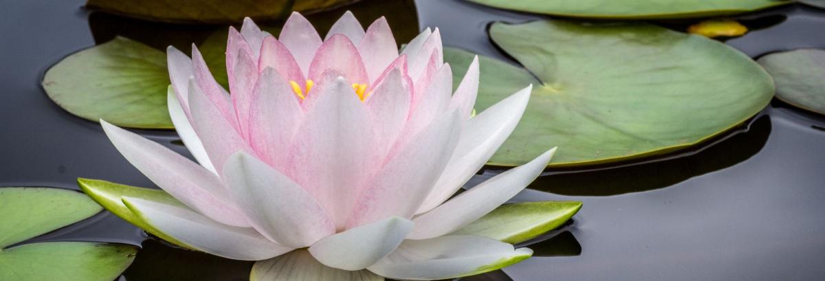 Zarte Seerose auf ruhigem Wasser als Sinnbild für Entspannung im Romantik Hotel | Restaurant Hirsch auf der Schwäbischen Alb