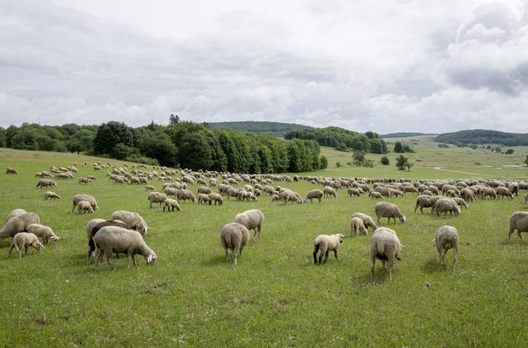 3 Tage Kulinarisches Albrandwandern