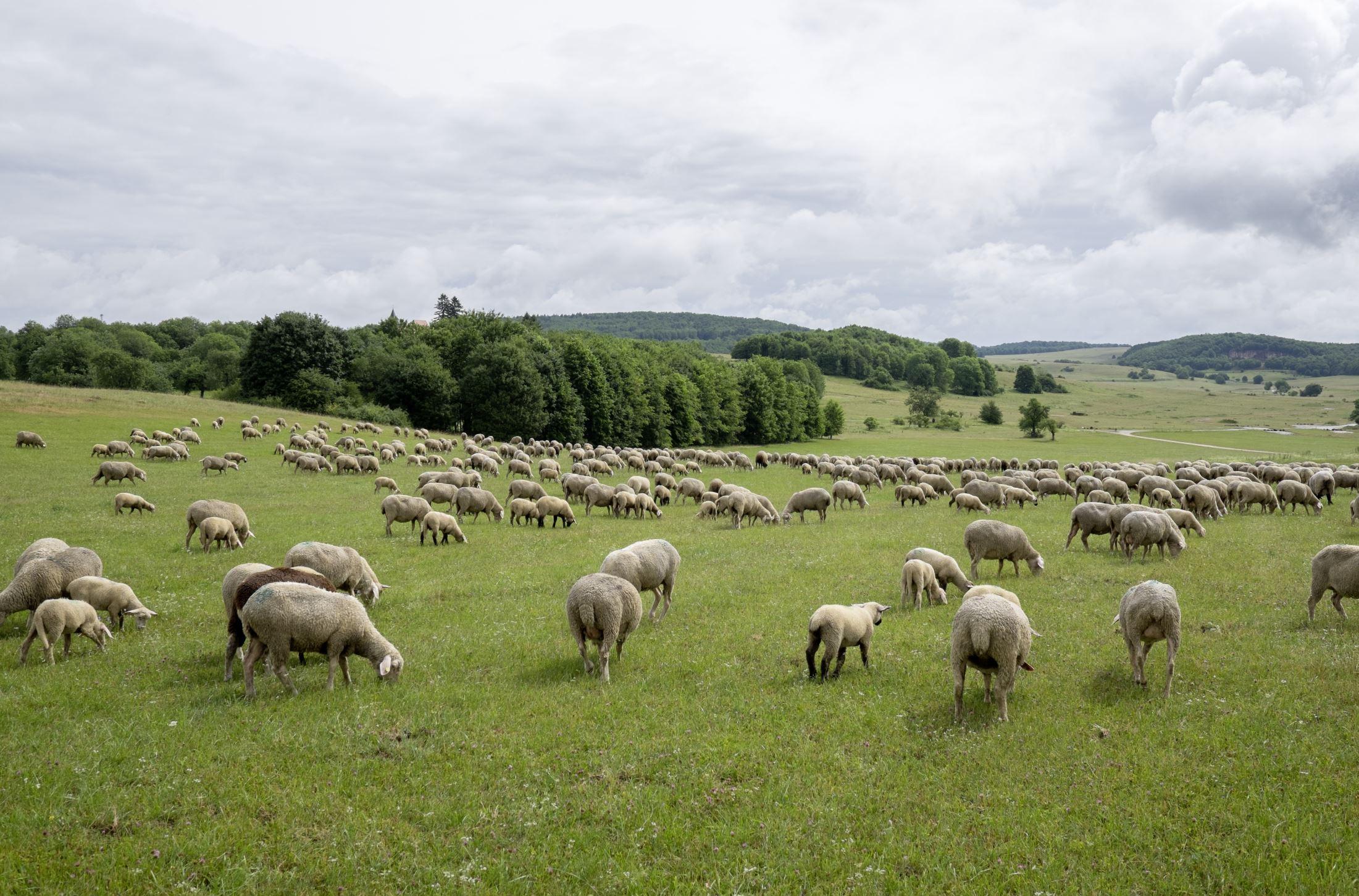 3 Tage Kulinarisches Albrandwandern