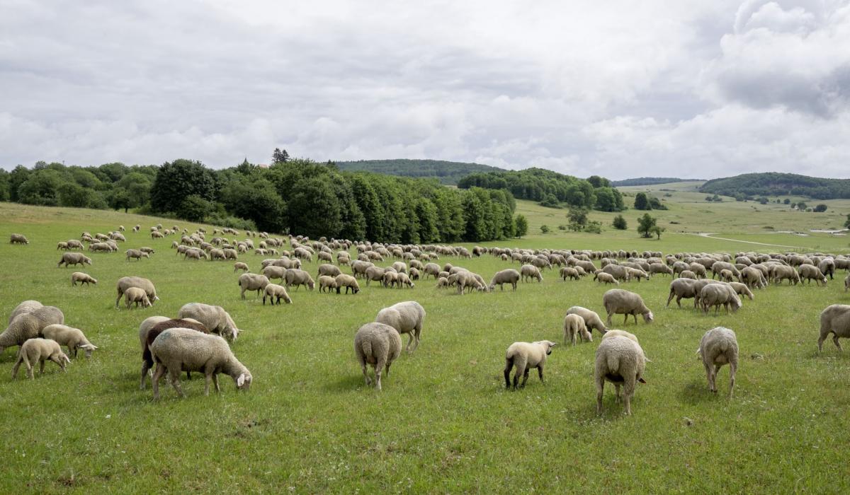 3 Tage Kulinarisches Albrandwandern
