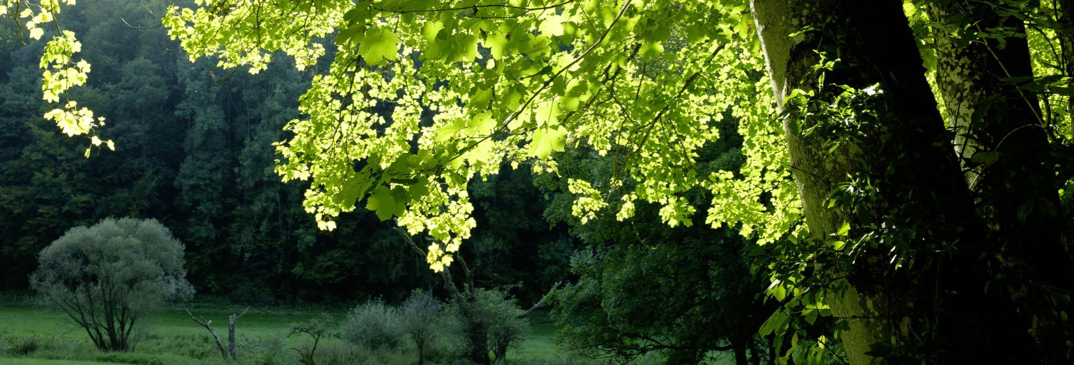 Waldlandschaft auf der Schwäbischen Alb