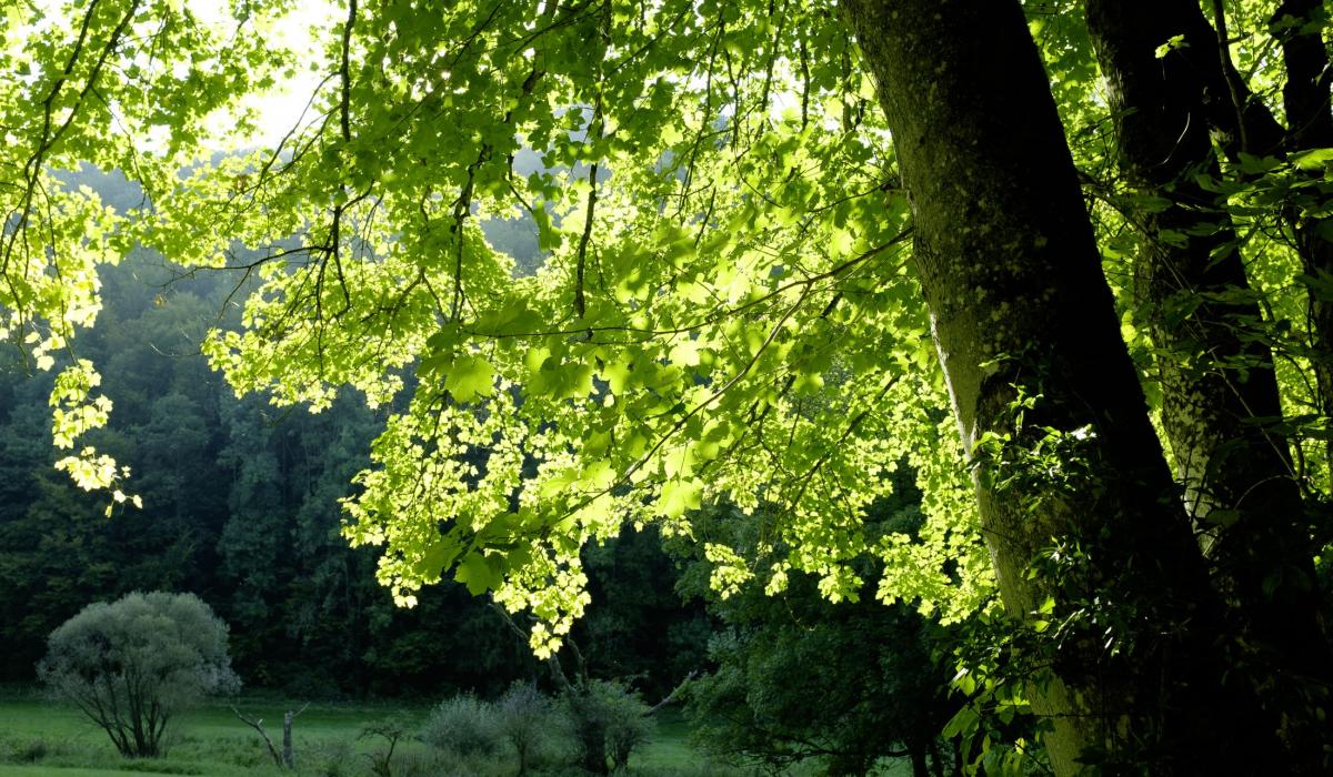 Waldlandschaft auf der Schwäbischen Alb