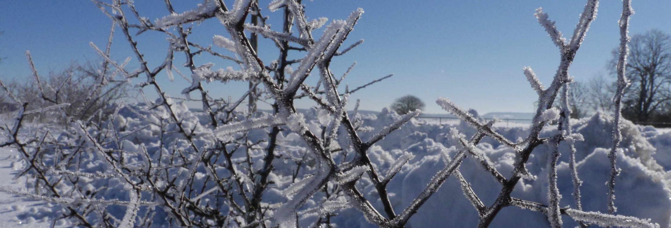 Vereiste Zweige vor verschneiter Winterlandschaft unter klarem Himmel - Romantik Hotel | Restaurant Hirsch auf der Schwäbischen Alb