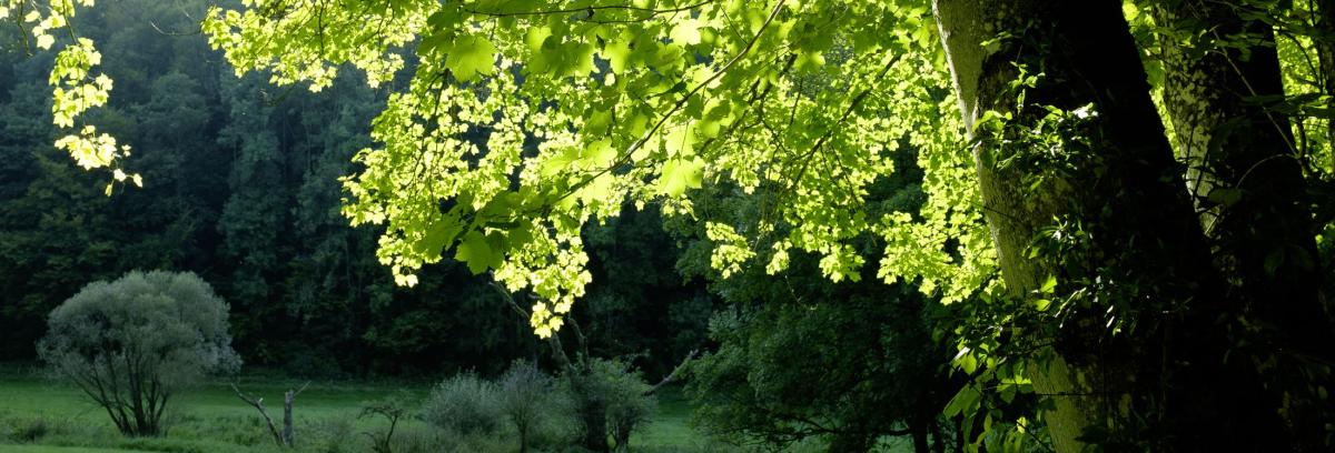 Forest landscape in the Swabian Alb